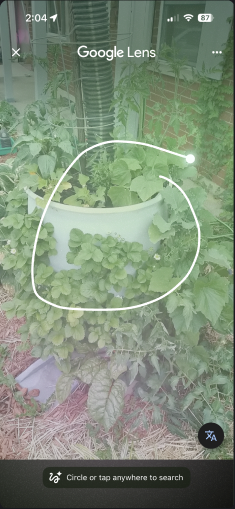 Image ID — results