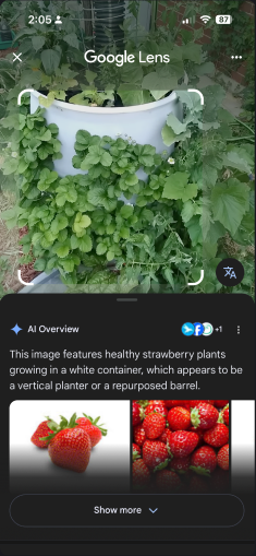 Image ID — identify
